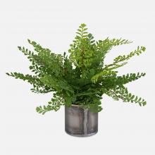 MAIDENHAIR FERN